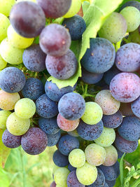 Full frame shot of fruits