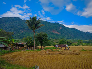 Scenic view of agricultural field against sky