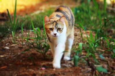 View of a cat on field