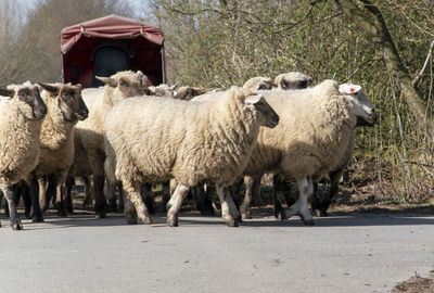 View of sheep walking on road