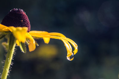 Close-up of yellow flowering plant