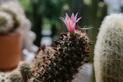 Close-up of succulent plant