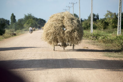 View of a horse walking on road