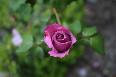 Close-up of pink rose