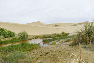 The te paki sand dunes on the northland peninsula of new zealand