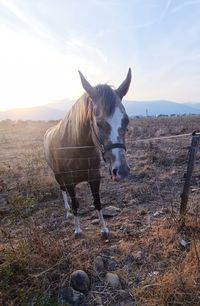 Horse standing in a field