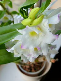 Close-up of white flowers