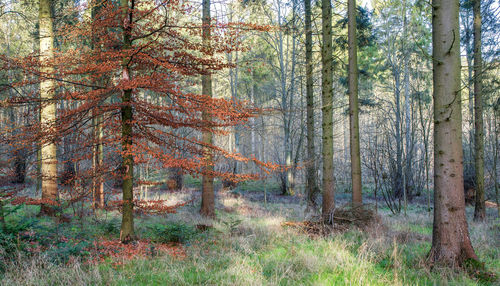 Trees in forest