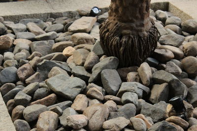 High angle view of ducks on rock