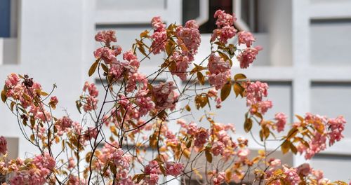 Close-up of pink flowering plant against building