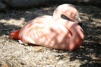 Close-up of a bird