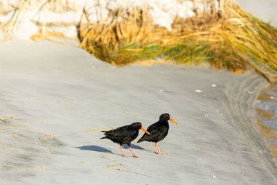 High angle view of birds on beach