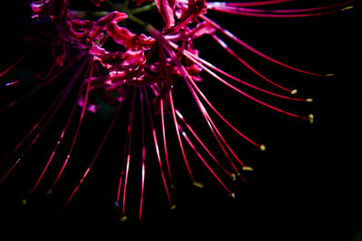 Close-up of red flowers