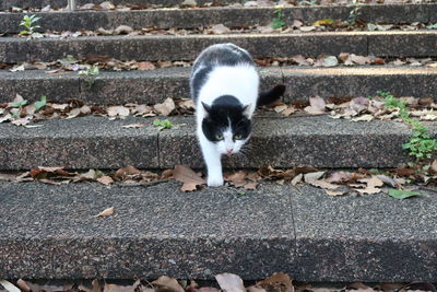 Close-up of cat