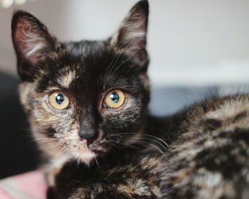 Close-up portrait of cat