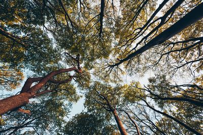 Low angle view of trees against sky