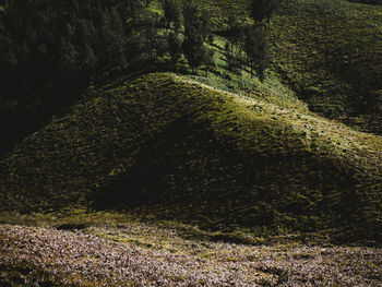 High angle view of moss on land