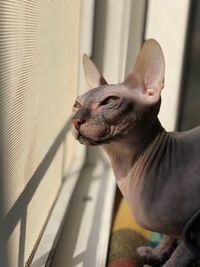 Close-up cat  against window