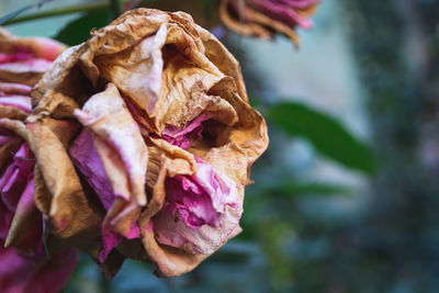 Close-up of wilted rose