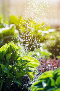 Close-up of raindrops on leaves