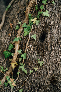 Close-up of lichen on tree trunk