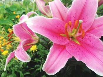 Close-up of pink flowers