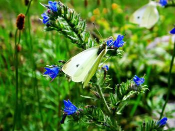 Close-up of butterfly pollinating on purple flower