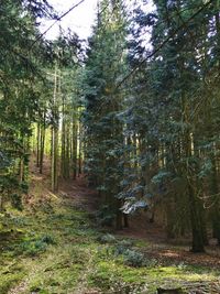 Trees growing in forest