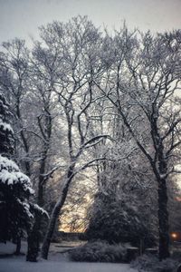 Bare trees on snow covered landscape