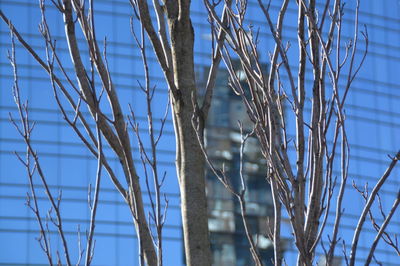 Low angle view of bare trees against blue sky