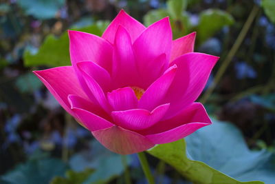 Close-up of pink flower