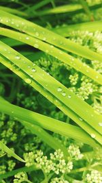 Close-up of water drops on plant