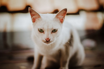 Close-up portrait of a cat