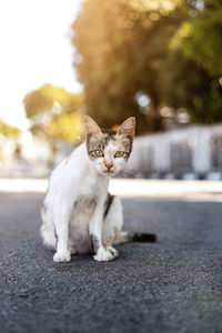 Portrait of cat sitting on road