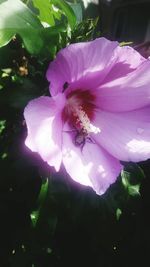 Close-up of bee on purple flower