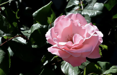 Close-up of pink rose blooming outdoors