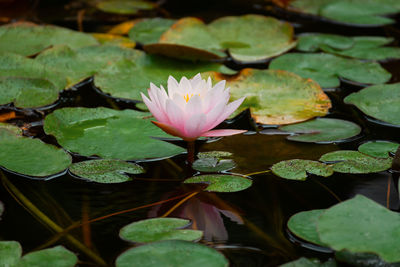 Pink lotuses bloom on an ornamental pond in the garden. lotus flower marliacea rosea 