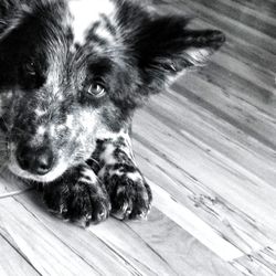 Portrait of dog on wooden floor
