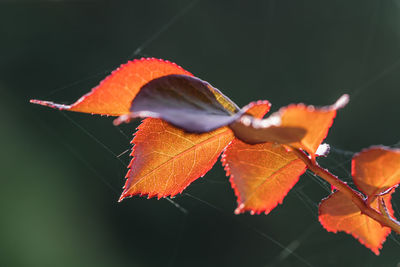 Close-up of orange maple leaves on tree