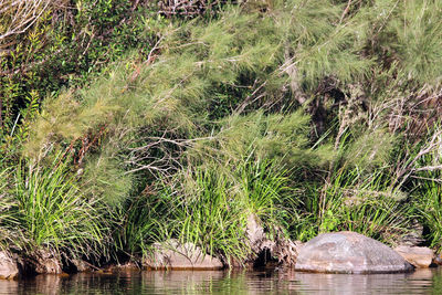 Panoramic view of river amidst trees