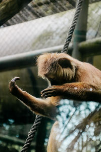 Close-up of monkey resting on tree