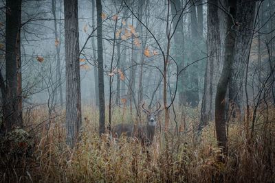 Plants growing on land in forest