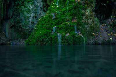 Scenic view of lake in forest