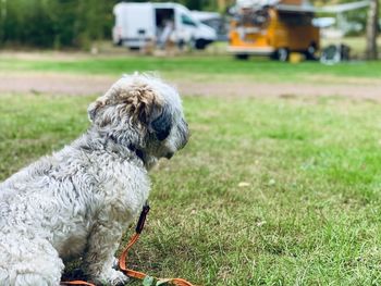 View of dog sitting on the green grass on a camping 