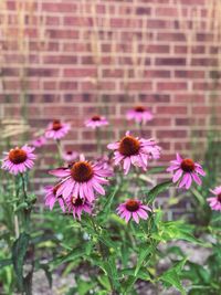 Close-up of eastern purple coneflowers
