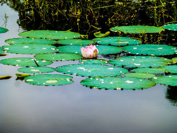 Lotus floating on lake