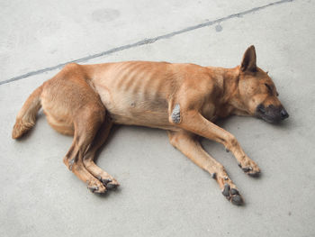 High angle view of dog sleeping on floor