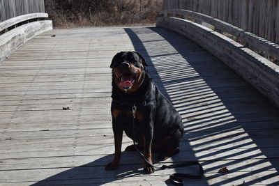 High angle view of rottweiler sitting on wooden bridge