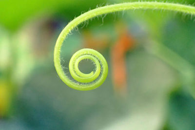 Close-up of green plant