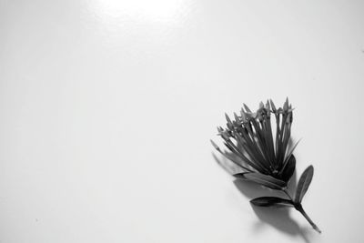 Close-up of plant against white background